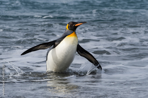 King Penguin  Aptenodytes patagonicus  coming out of the water  Salisbury Plain  South Georgia Island  Antarctic