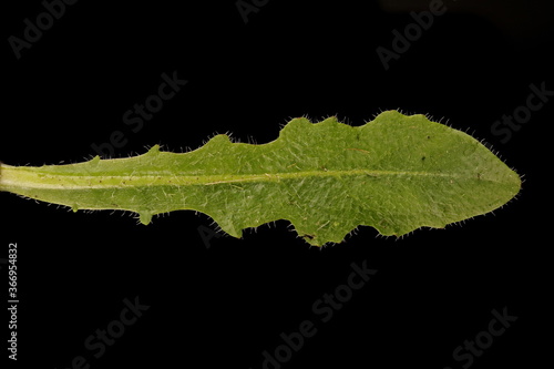 Cat's Ear (Hypochaeris radicata). Leaf Closeup