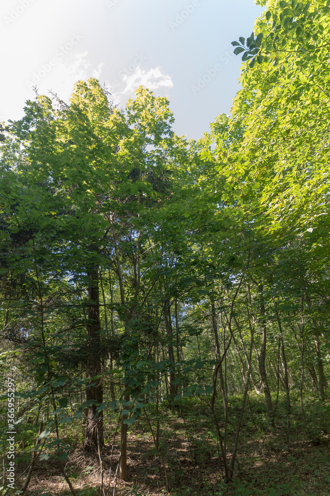Fototapeta premium Forest trail on a sunny day in The Noordhollands Duinreservaat, The Netherlands
