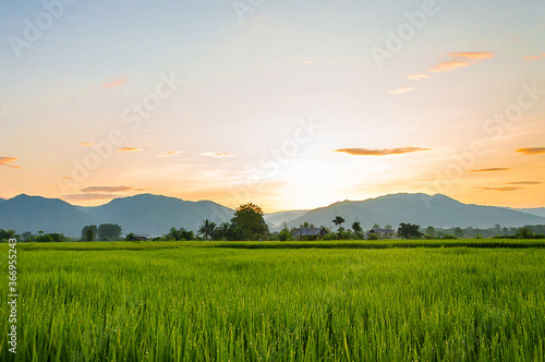 beautiful view of rice field and sunrise over the mountain in the morning with blue sky background.