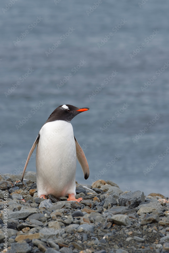 Naklejka premium Gentoo penguin (Pygoscelis papua) on a graveled beach, Fortuna Bay, South Georgia, South Georgia and the Sandwich Islands, Antarctica