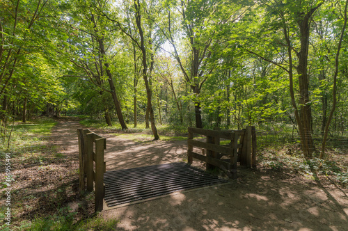 Forest trail on a sunny day in The Noordhollands Duinreservaat, The Netherlands