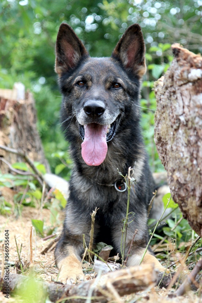 Portrait eines reinrassigen Deutschen Schäferhund im Wald Bäume Natur