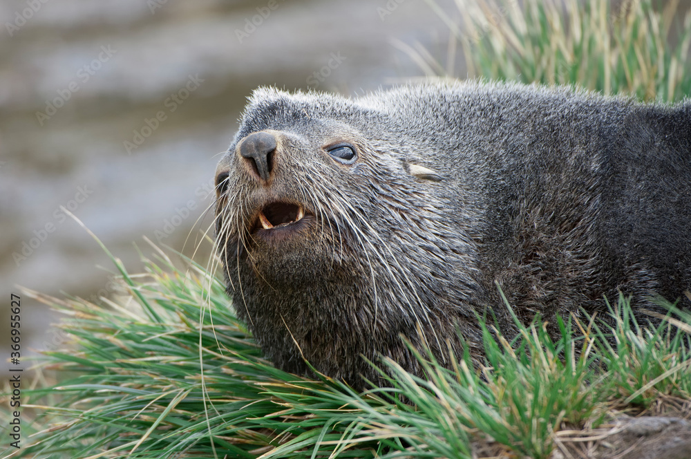 Obraz premium Antarctic Fur Seal (Arctocephalus gazella), Fortuna Bay, South Georgia Island