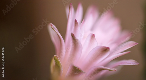 gymnocalycium stenopleurum cactus flower 