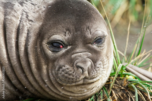 Young Southern Elephant Seal (Mirounga leonina), Fortuna Bay, South Georgia Island