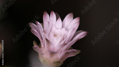 gymnocalycium stenopleurum cactus flower 