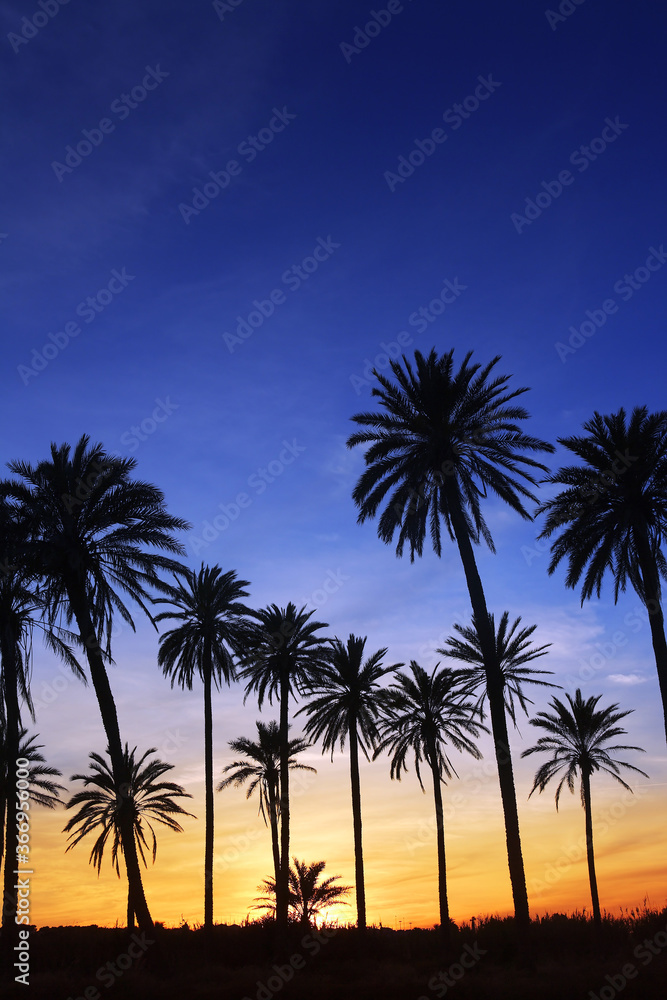 palm trees sunset golden blue sky backlight 
is my property and my area