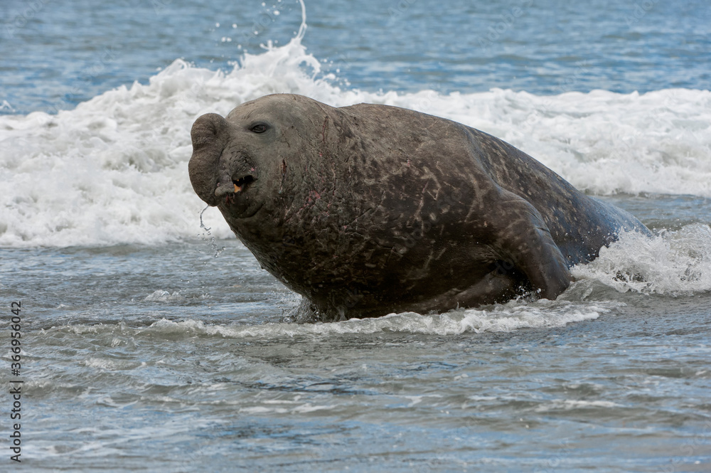 Fototapeta premium Charging Male Southern Elephant Seal (Mirounga leonina), St. Andrews Bay, South Georgia Island