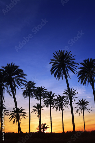 palm trees sunset golden blue sky backlight is my property and my area