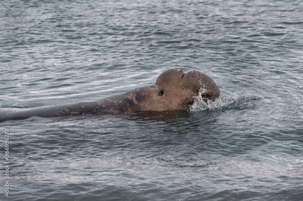 Fototapeta premium Male Southern Elephant Seal (Mirounga leonina) in the water, Fortuna Bay, South Georgia, South Georgia and the Sandwich Islands, Antarctica