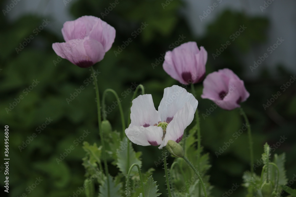 pink tulip flower