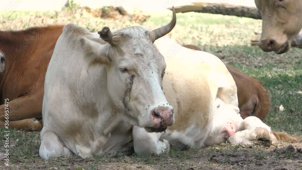 A chewing cow is resting in the shade. A chewing cow is resting in the shade.