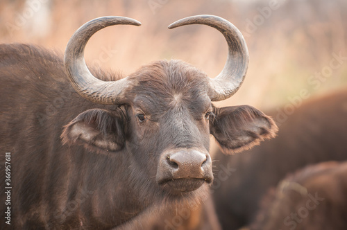 Female Cape buffalo (Syncerus caffer)