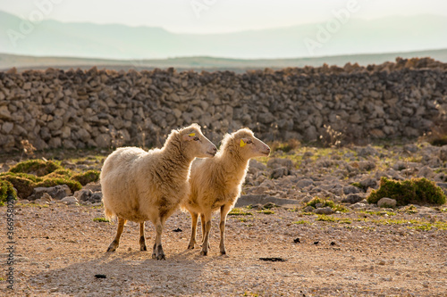 Long-tailed sheeps  island of Pag  Croatia 
