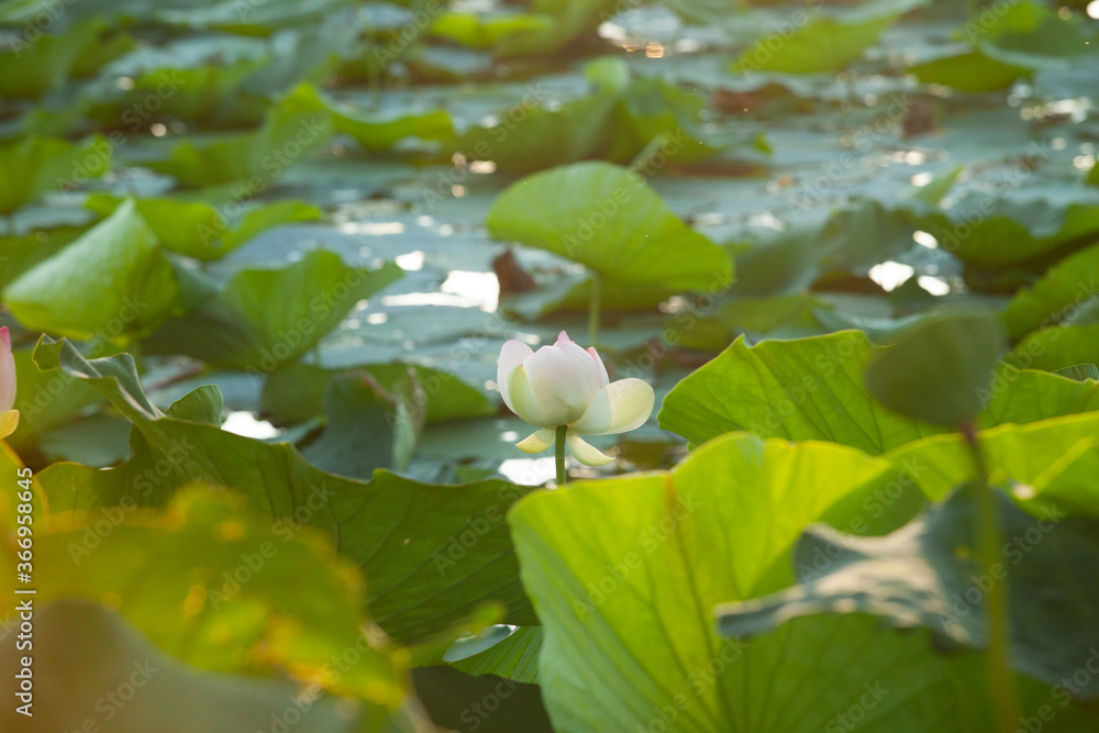 Laghetto con fiori di loto al tramonto. Italia Laghetto con fiori di loto al tramonto. Italia