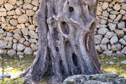 1000 years old olive tree in Lun, island PAG (HR), Croatia photo