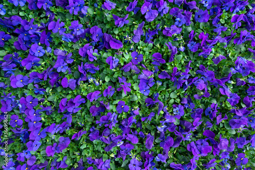 Blumenbeet mit vielen kleinen  blau lila Hornveilchen von oben