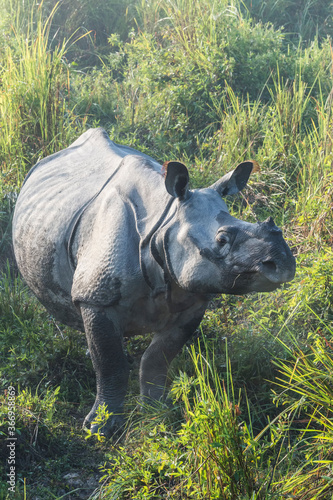Indian rhinoceros (Rhinoceros unicornis) in elephant grass, Kaziranga National Park, Assam, India