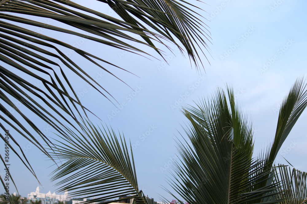 coconut tree against the blue sky coconut tree against the blue sky