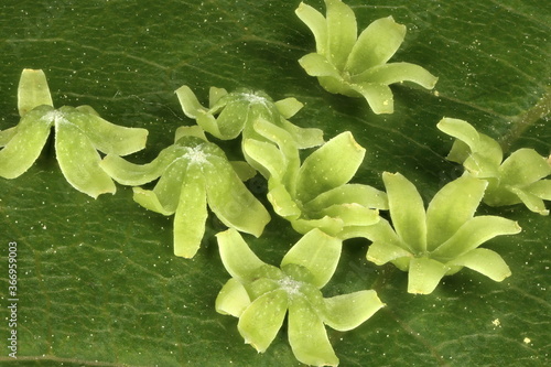 Riverbank Grape (Vitis riparia). Detached Calyptrae Closeup photo