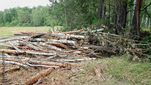 Wallpaper Mural firewood in the forest Torontodigital.ca
