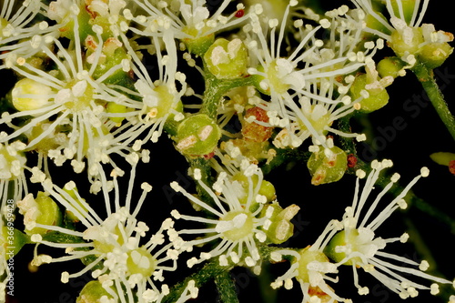 Japanese Hydrangea (Hydrangea petiolaris). Inflorescence Detail Closeup