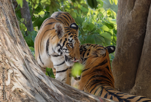 Two young Bengal tigers (Panthera tigris tigris), Tadoba Andhari Tiger Reserve, Maharashtra state, India © Gabrielle