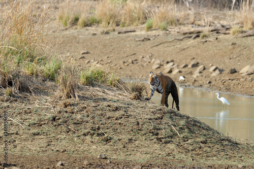 Young Bengal tiger (Panthera tigris tigris) coming out of water pond, Tadoba Andhari Tiger Reserve, Maharashtra state, India photo