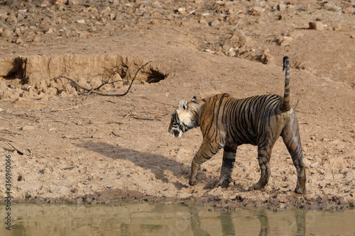 Female Bengal tiger (Panthera tigris tigris) coming out of the water, Ranthambhore National Park, Rajasthan, India photo