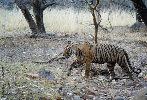 Female Bengal tiger  Panthera tigris tigris   Ranthambhore National Park  Rajasthan  India