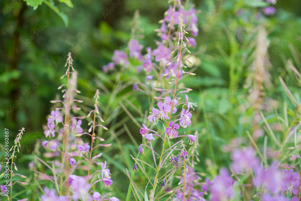 Chamaenerion angustifolium, fireweed, great willowherb flowers macro selective focus Chamaenerion angustifolium, fireweed, great willowherb flowers macro selective focus