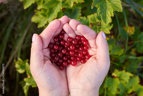 Hands of woman hold ripe red currant berries.