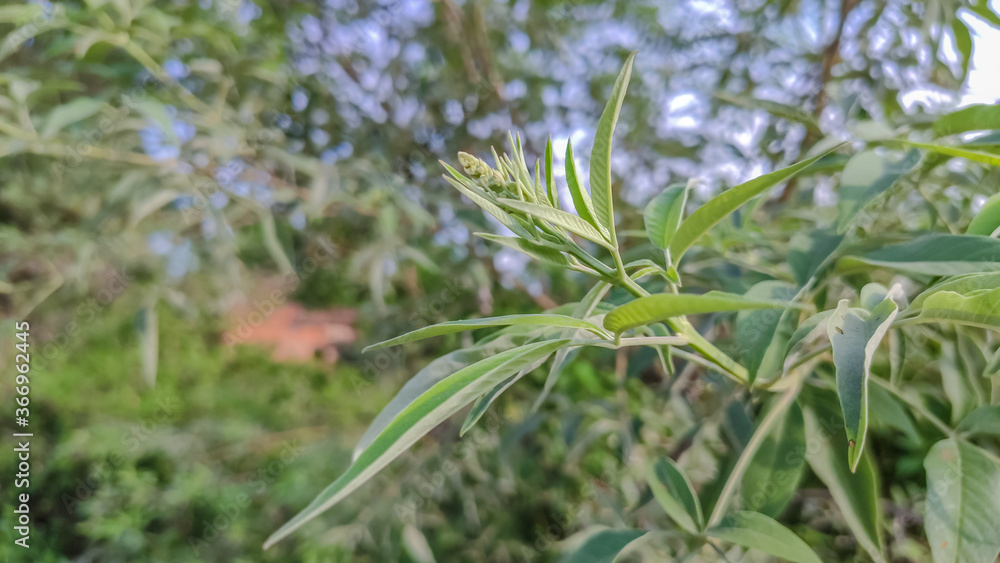 selective focus on small flowers with green leaves selective focus on small flowers with green leaves