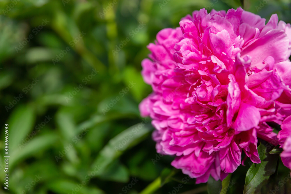 lush bud of a peony flower on a background of green foliage. Natural background. Greeting card for the holiday.