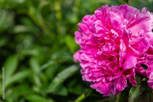 lush bud of a peony flower on a background of green foliage. Natural background. Greeting card for the holiday.