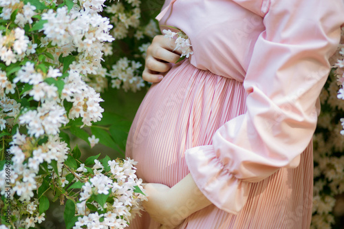 Pregnant woman in the apple orchard is holding tummy and apple blossoming branch