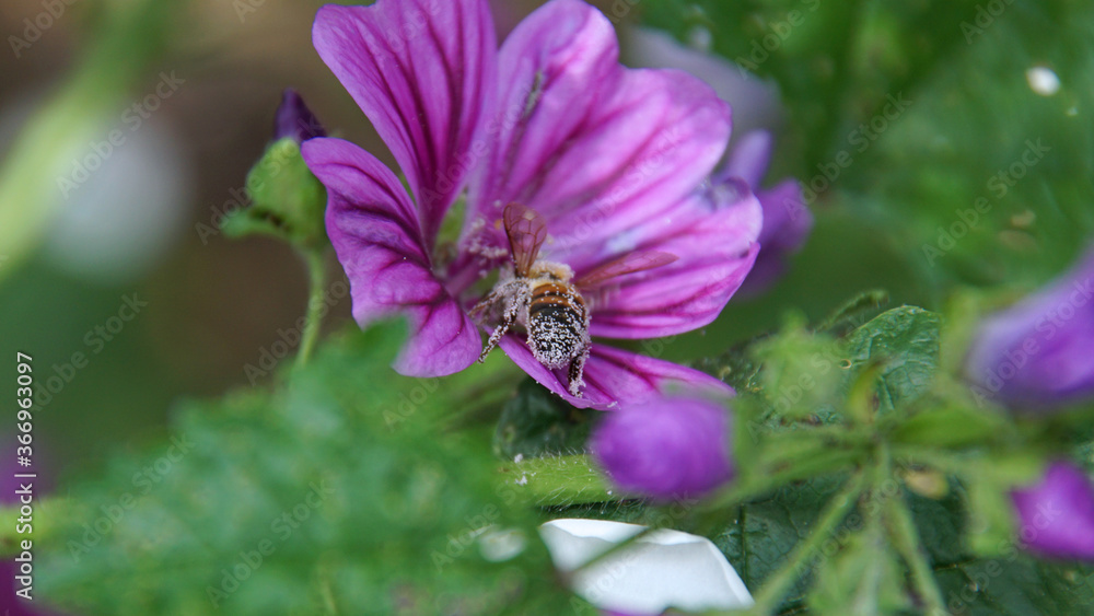 Die Bienen und die Blumen II