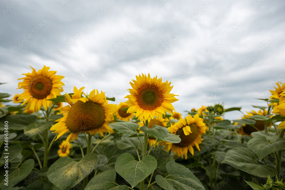 Sunflower field cloudy sky yellow and green Sunflower field cloudy sky yellow and green
