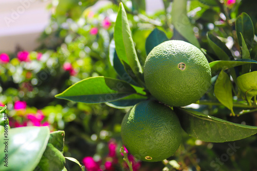 Green unripe orange fruit grows on the tree