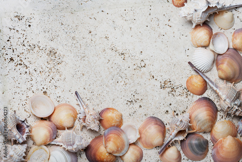 Seashells on the light marble background
