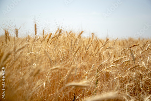 Beautiful Wheat Field - wallpaper
