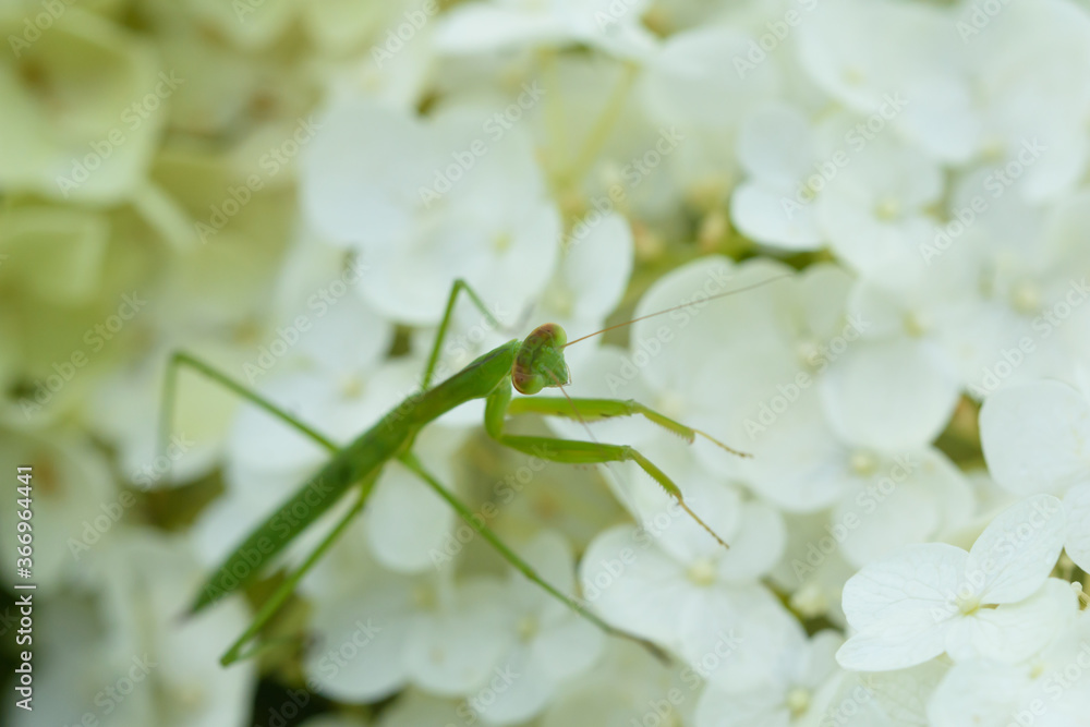 カマキリと紫陽花 カマキリと紫陽花