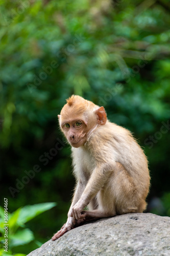Long-tailed Macaque in Indonesia forest © Daniel Ferryanto