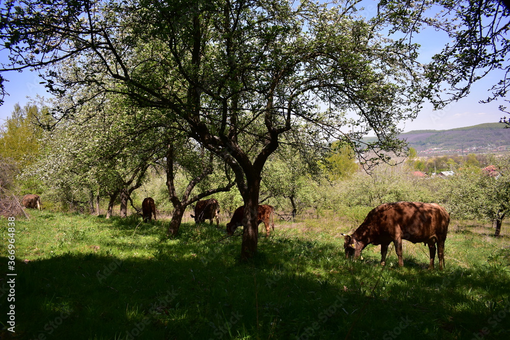 brown cows grazing in the orchard in spring season