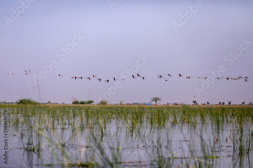 birds in flight