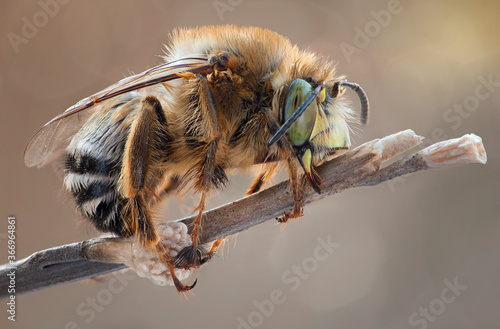 The hairy-footed flower bee (Anthophora plumipes) is a species of bee belonging to the family Apidae. photo