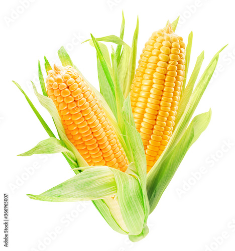 corn ears isolated on a white background