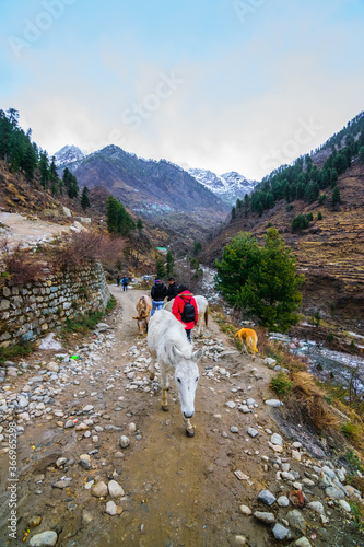 A trekking route with trekkers and mules passing by. Mountain peaks with pine trees in the background photo