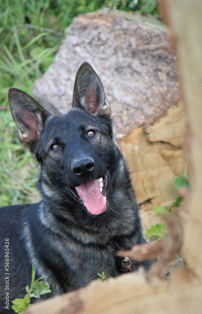 Portrait reinrassiger grauer Deutscher Schäferhund Hund im Wald Holz Waldboden Natur Portrait reinrassiger grauer Deutscher Schäferhund Hund im Wald Holz Waldboden Natur